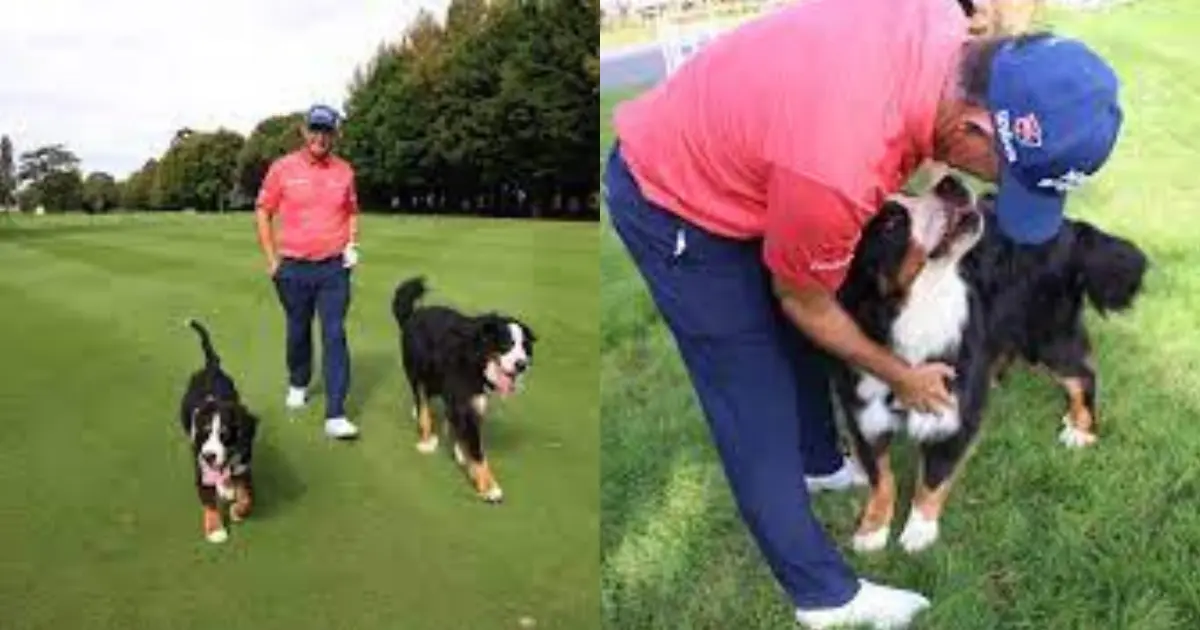 Pro Golfer Padraig Harrington Teams Up with His Canine Caddies at Irish Open